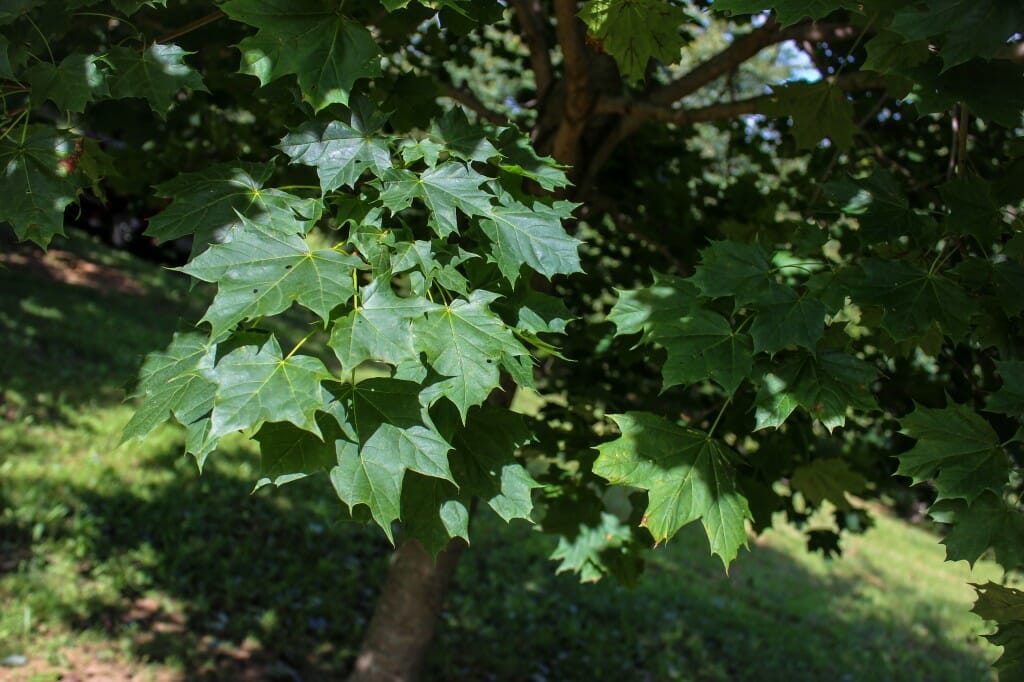 Norway Maple (2) Halka Nurseries