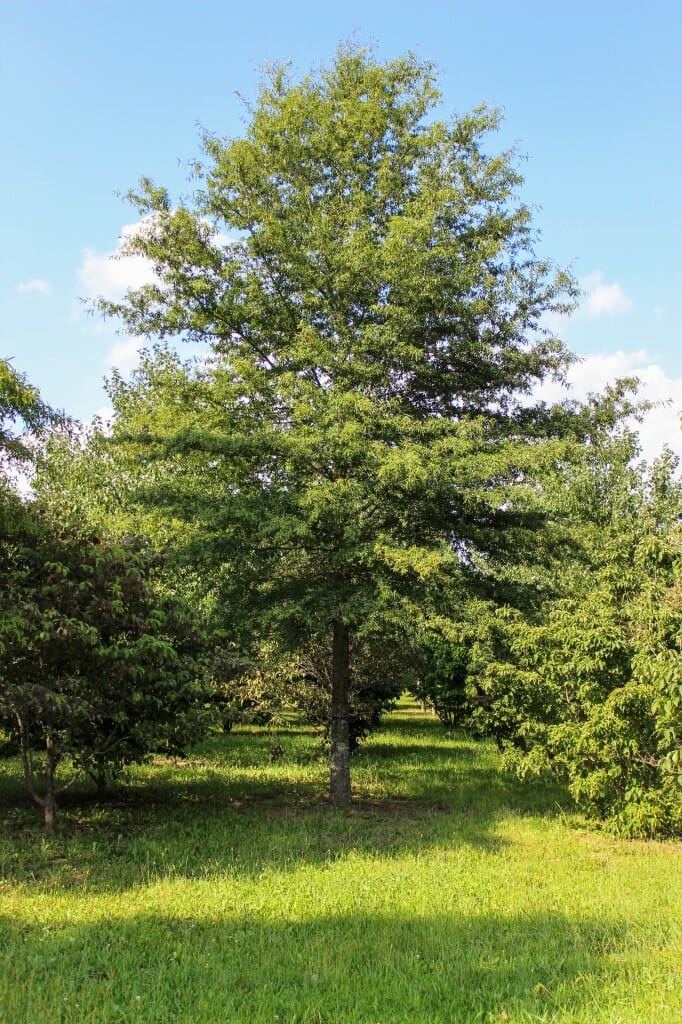 Willow Oak (2) Halka Nurseries