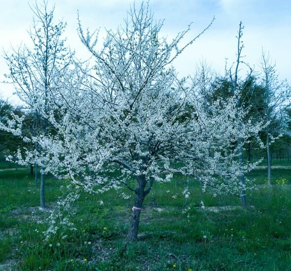 white eastern redbud halka nurseries white eastern redbud halka nurseries