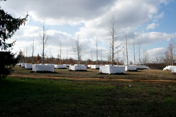 Trees in above-ground containers at Halka East Millstone Township, NJ Field