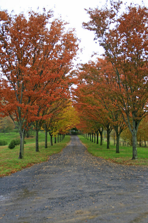 Deciduous Allee Two