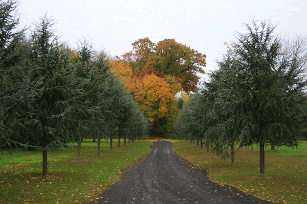 Evergreen Allee