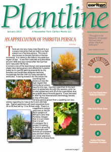 Persian Parrotia Article