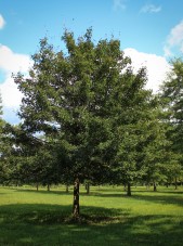 20140819-Single-stem Hedge Maple (1)