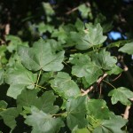 20140819-Single-stem Hedge Maple (3)