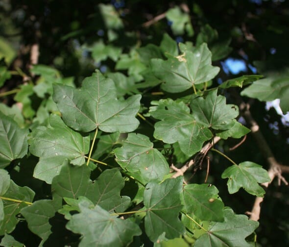 20140819-Single-stem Hedge Maple (3)