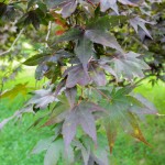 20140821-Bloodgood Japanese Maple