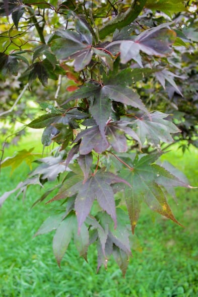 20140821-Bloodgood Japanese Maple