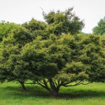 20140821-Green Threadlead Japanese Maple (1)