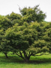 20140821-Green Threadlead Japanese Maple (1)