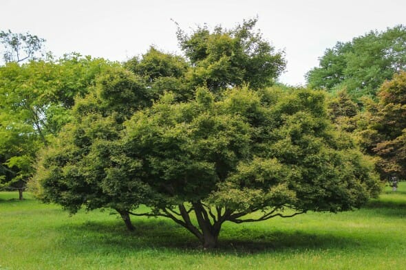 20140821-Green Threadlead Japanese Maple (1)