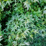 20140821-Green Threadlead Japanese Maple (2)