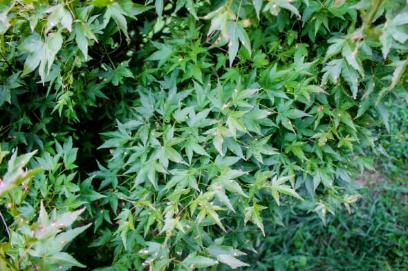 20140821-Green Threadlead Japanese Maple (2)