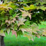 20140821-Oshio-beni Japanese Maple (1)