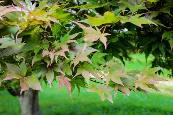 20140821-Oshio-beni Japanese Maple (1)