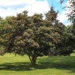 20140826-Bloodgood Japanese Maple (1)