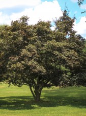 20140826-Bloodgood Japanese Maple (1)