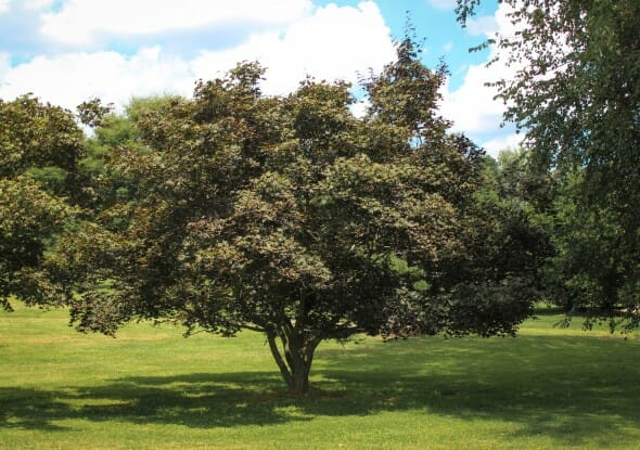 20140826-Bloodgood Japanese Maple (1)