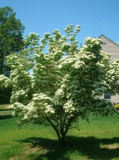 Cornus_Kousa3b