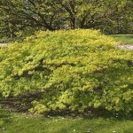 Green Threadlead Japanese Maple Tree_Internet