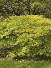 Green Threadlead Japanese Maple Tree_Internet