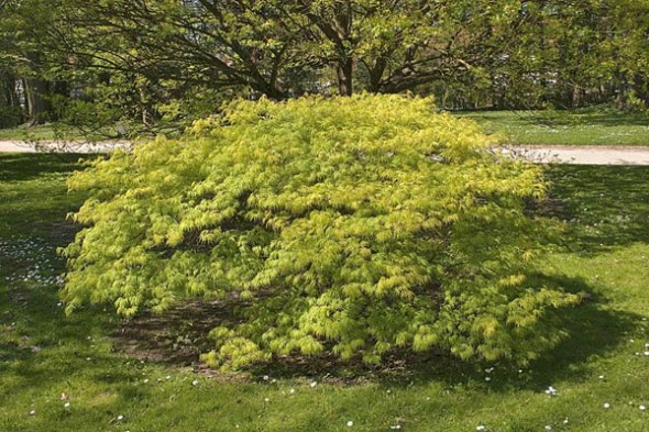 Green Threadlead Japanese Maple Tree_Internet