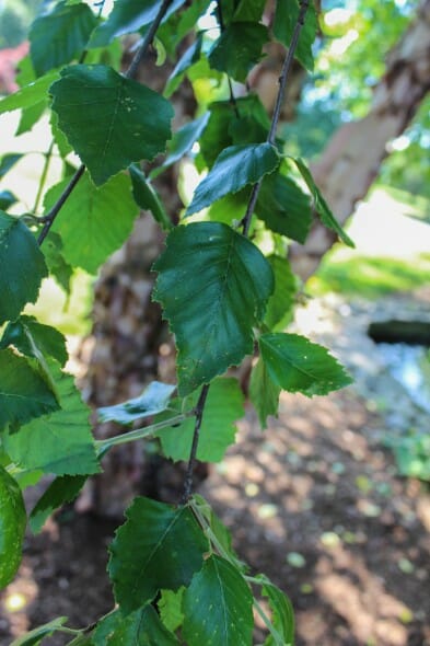 Heritage® River Birch (Multi-Branch), Betula nigra 'Cully', Monrovia Plant