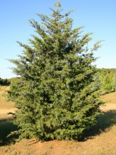 Juniper_virginana3b