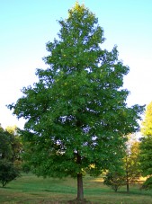 Liquidambar_styraciflua3