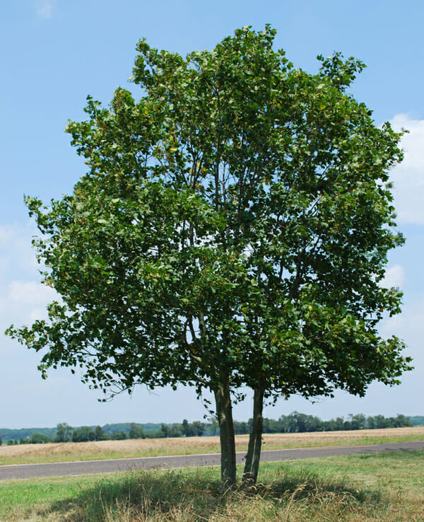hedge maple