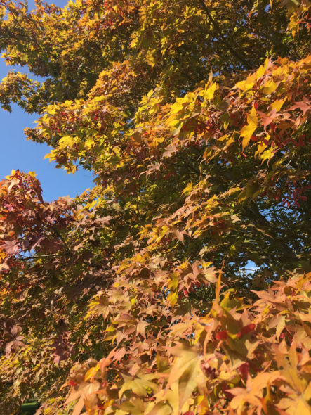 Acer Palmatum - Oshio Beni - Fall Image