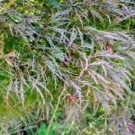 20140821-Ever red Threadlead Japanese Maple (1)