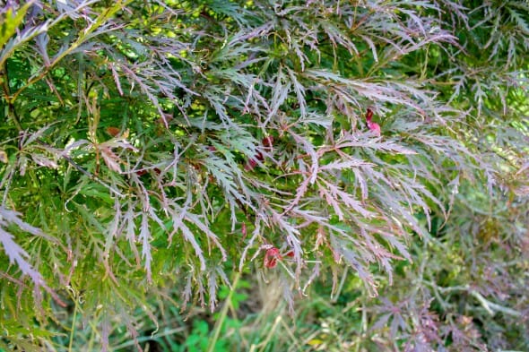 20140821-Ever red Threadlead Japanese Maple (1)