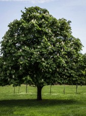 Aesculus baumanni