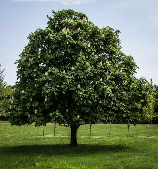 Aesculus baumanni