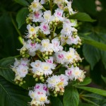baumanni flower