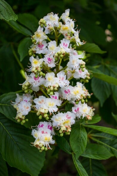 baumanni flower