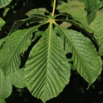 Aesculus-hippocastanum-'Baumanii'-leaf_Internet