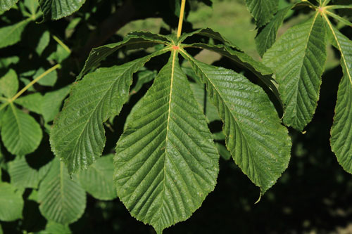 Aesculus-hippocastanum-'Baumanii'-leaf_Internet