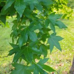 20140819-American Sweetgum