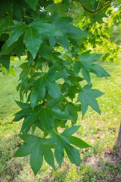 20140819-American Sweetgum