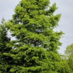 20140819-Bald Cypress (1)