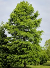 20140819-Bald Cypress (1)