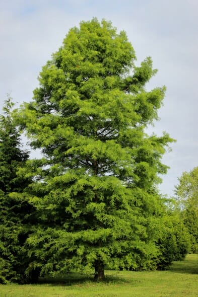 20140819-Bald Cypress (1)