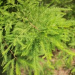 20140819-Bald Cypress (2)