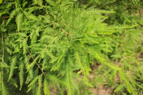 20140819-Bald Cypress (2)