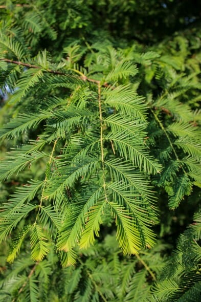 20140819-Dawn Redwood