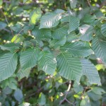 20140819-European Hornbeam (2)