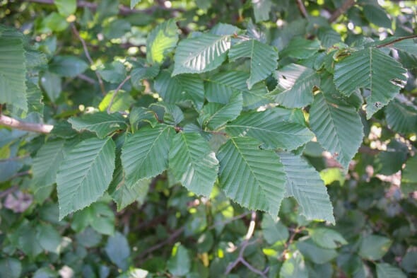 20140819-European Hornbeam (2)