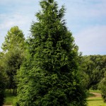 20140819-Green Giant Arborvitae (1)